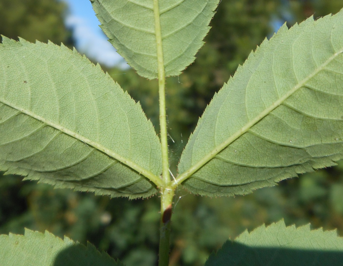 Rosa squarrosa / Rosa pustolosa